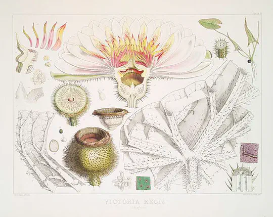 Angiosperm Mating Systems