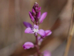 Population Genetics and Fire Ecology